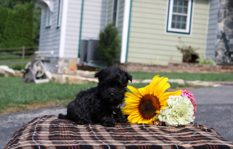 puppy, for, sale, Maltipoo, Matthew B. Stoltzfus, dog, breeder, Gap, PA, dog-breeder, puppy-for-sale, forsale, nearby, find, puppyfind, locator, puppylocator, aca